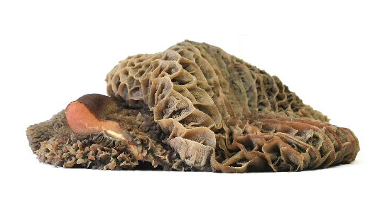 Ganzer Pansen vom Rind - 1000g