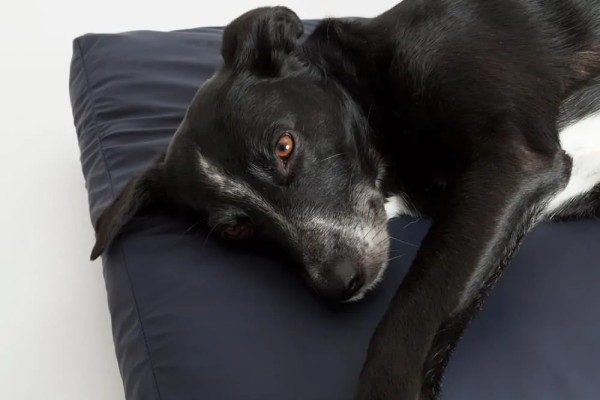 Inkontinenz Bezug für Hundekissen