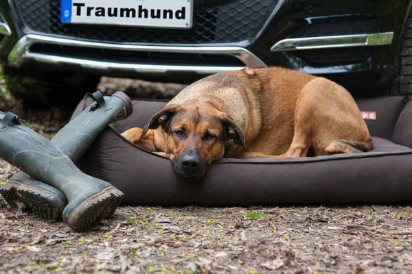 Orthopädisches Hundebett Sealand - Wasserabweisend und Abwaschbar