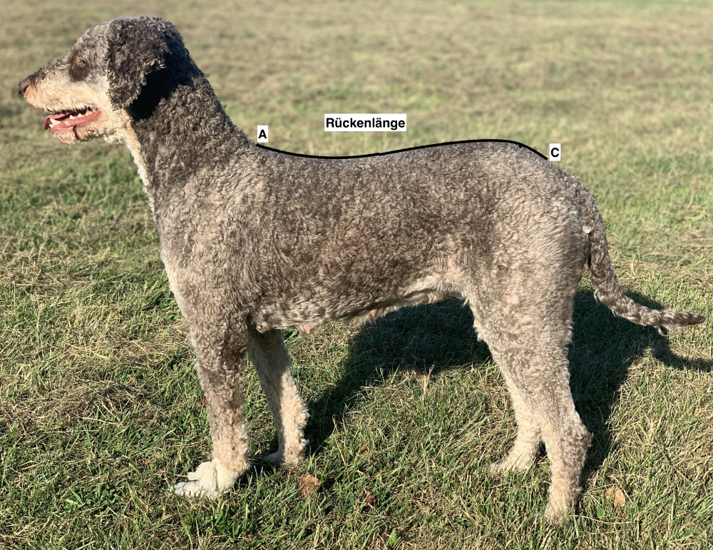 A-C_Khaleesi4DgCmhRnxyMAk