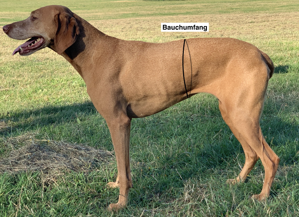 BauchumfangSicherheitsgeschirr